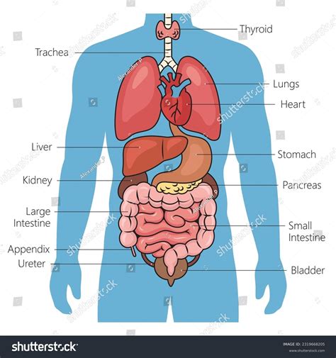 body & fit amsterdam|Organs in the body: Diagram and all you need to know .